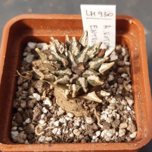 Ariocarpus kotchoubeyanus LH930 Entronque Huizache SLP