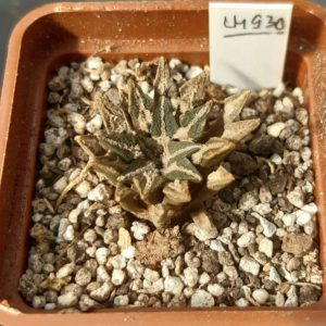 Ariocarpus kotchoubeyanus LH930 Entronque Huizache SLP