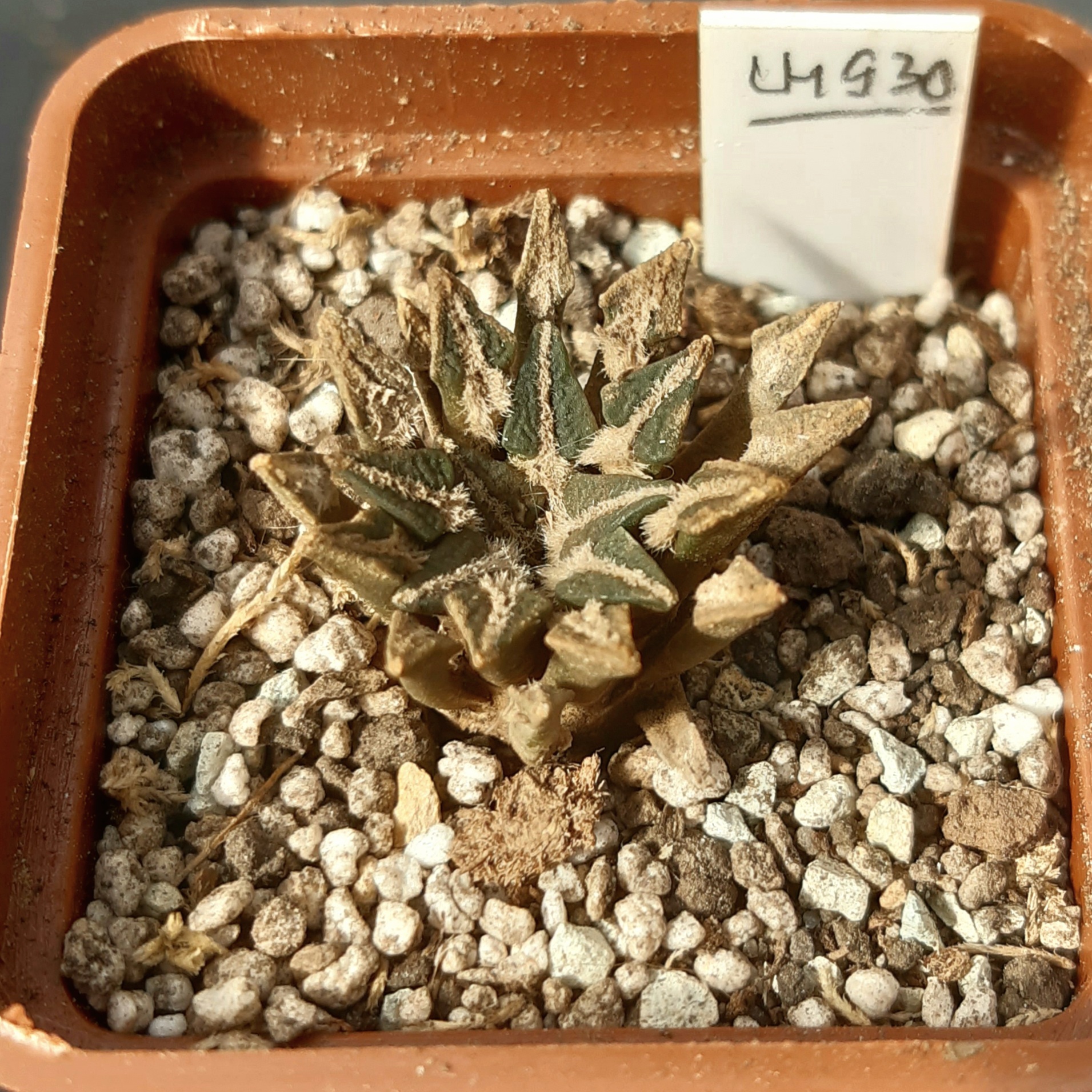 Ariocarpus kotchoubeyanus LH930 Entronque Huizache SLP