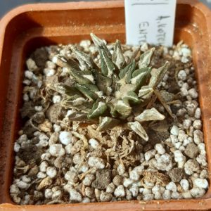 Ariocarpus kotchoubeyanus LH930 Entronque Huizache SLP
