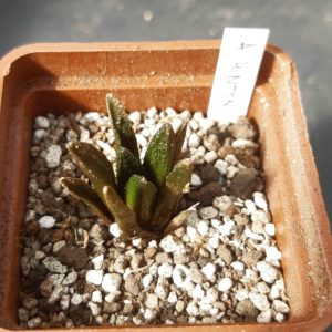 Ariocarpus fissuratus 'hintonii' Matehuala