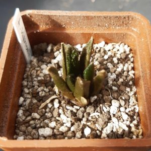 Ariocarpus fissuratus 'hintonii' Matehuala
