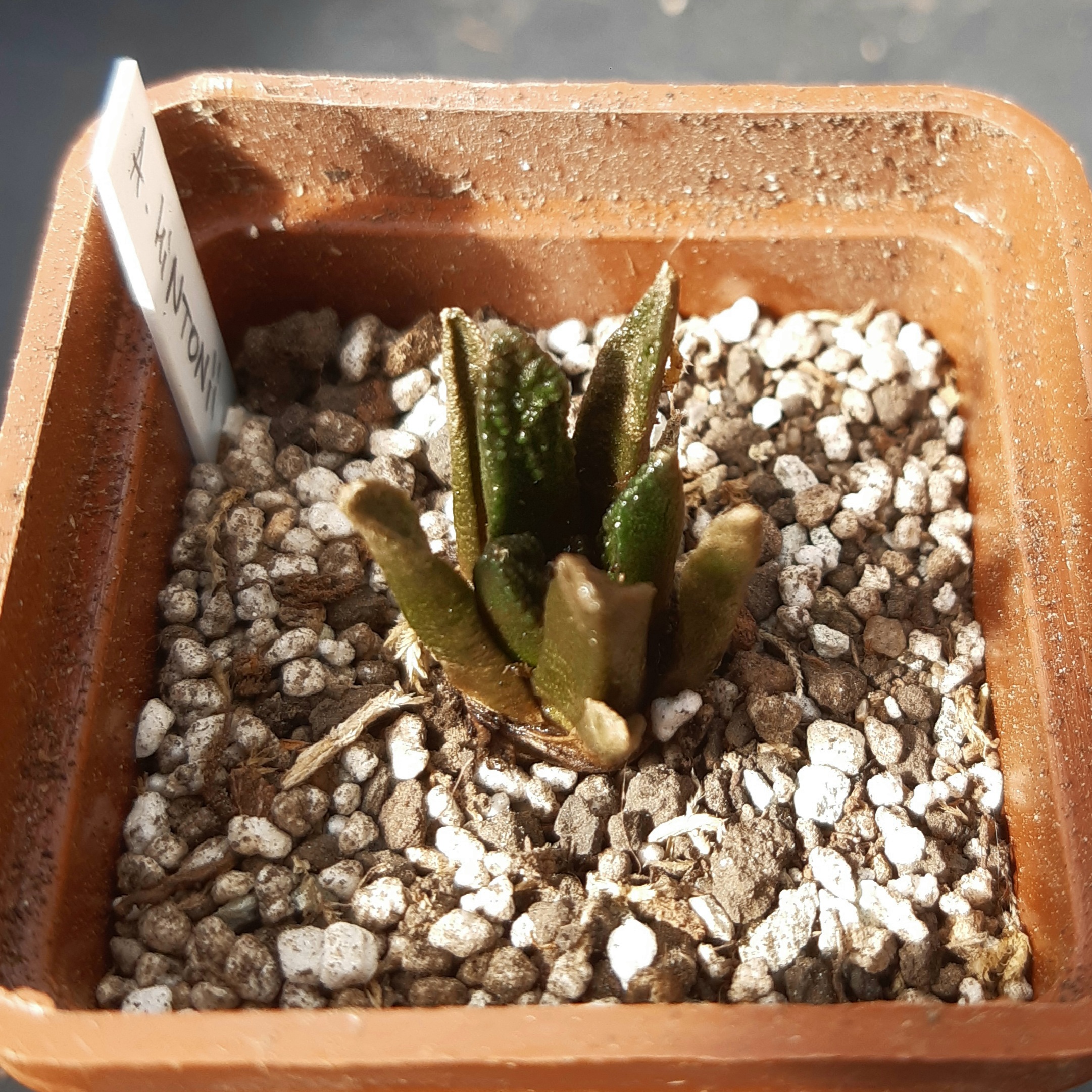 Ariocarpus fissuratus 'hintonii' Matehuala