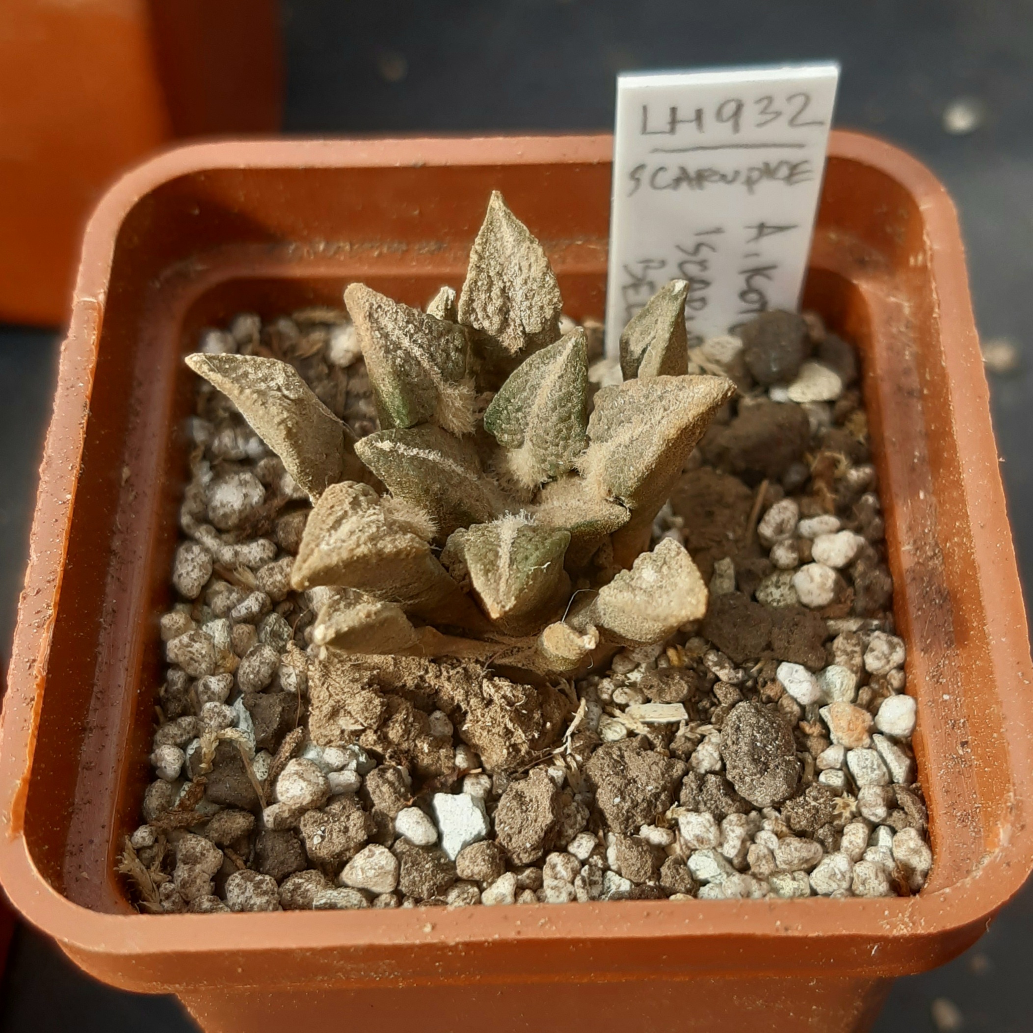 Ariocarpus kotchoubeyanus ssp.scarupkeanus LH932 Vista Hermosa, Hidalgo