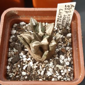 Ariocarpus kotchoubeyanus ssp.scarupkeanus LH932, Vista Hermosa, Hidalgo