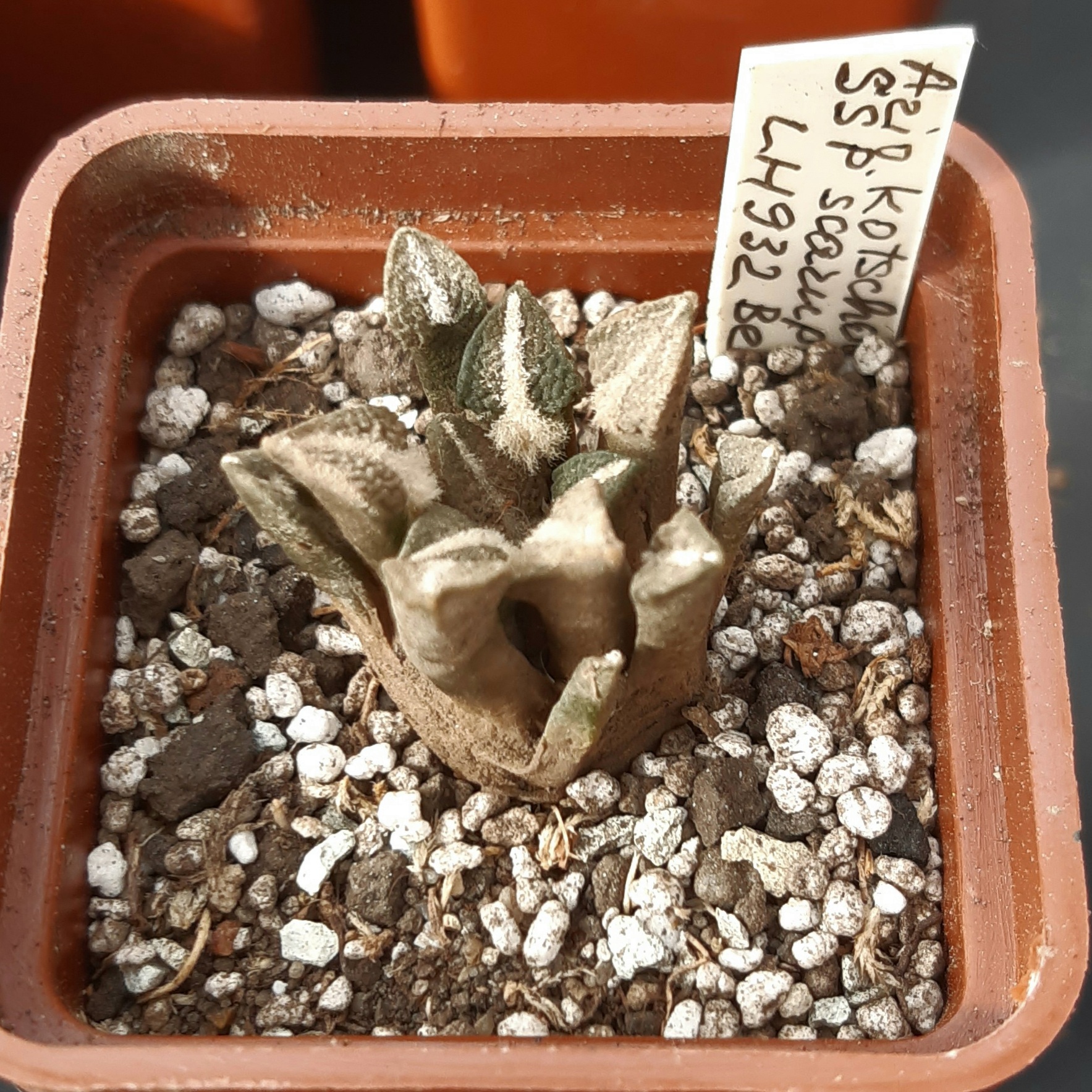 Ariocarpus kotchoubeyanus ssp.scarupkeanus LH932, Vista Hermosa, Hidalgo