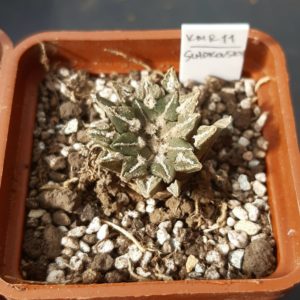 Ariocarpus kotchoubeyanus ssp.sladkovskyi KMR 11, S of San Francisco, N-E of Rio Verde, SLP