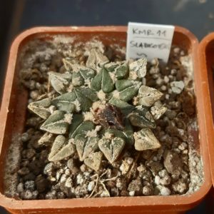 Ariocarpus kotchoubeyanus ssp.sladkovskyi KMR 11, S of San Francisco, N-E of Rio Verde, SLP