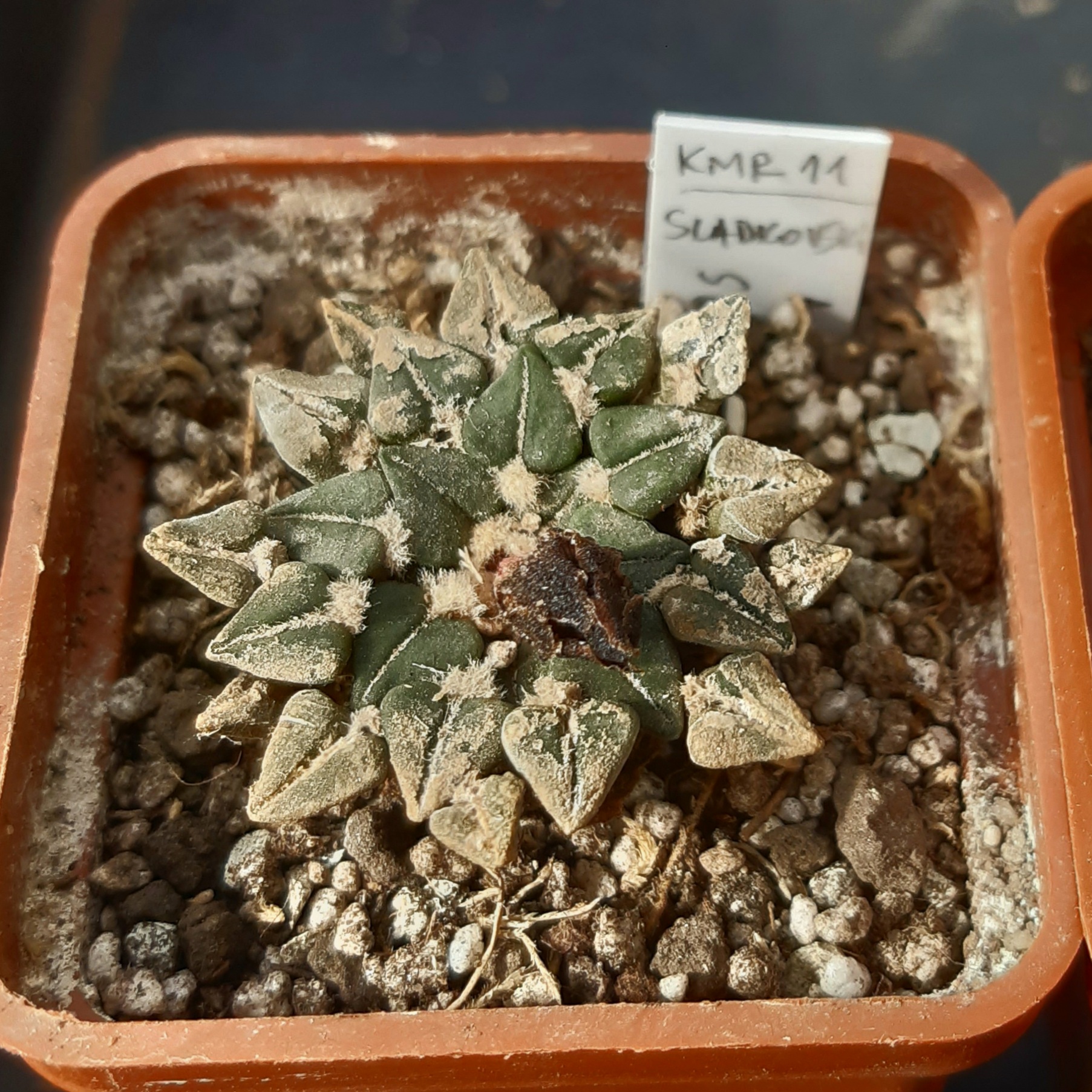 Ariocarpus kotchoubeyanus ssp.sladkovskyi KMR 11, S of San Francisco, N-E of Rio Verde, SLP