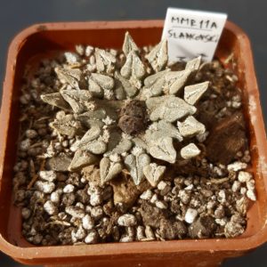 Ariocarpus kotchoubeyanus ssp.sladkovskyi KMR 11A S of San Francisco, N-E of Rio Verde, SLP