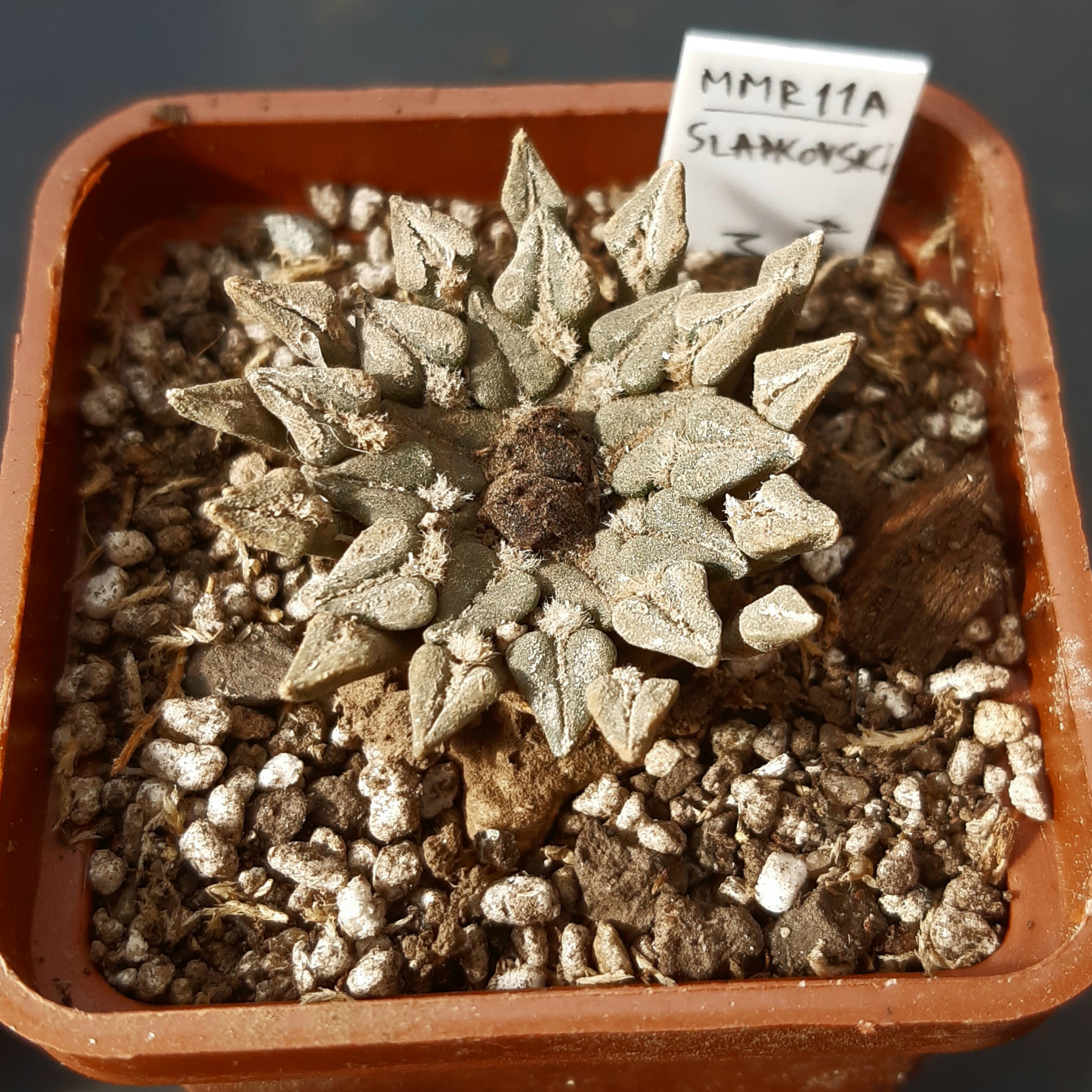 Ariocarpus kotchoubeyanus ssp.sladkovskyi KMR 11A S of San Francisco, N-E of Rio Verde, SLP