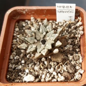 Ariocarpus kotchoubeyanus ssp.sladkovskyi KMR 11A S of San Francisco, N-E of Rio Verde, SLP