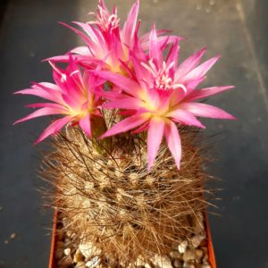 Neoporteria nidus v.senilis MG