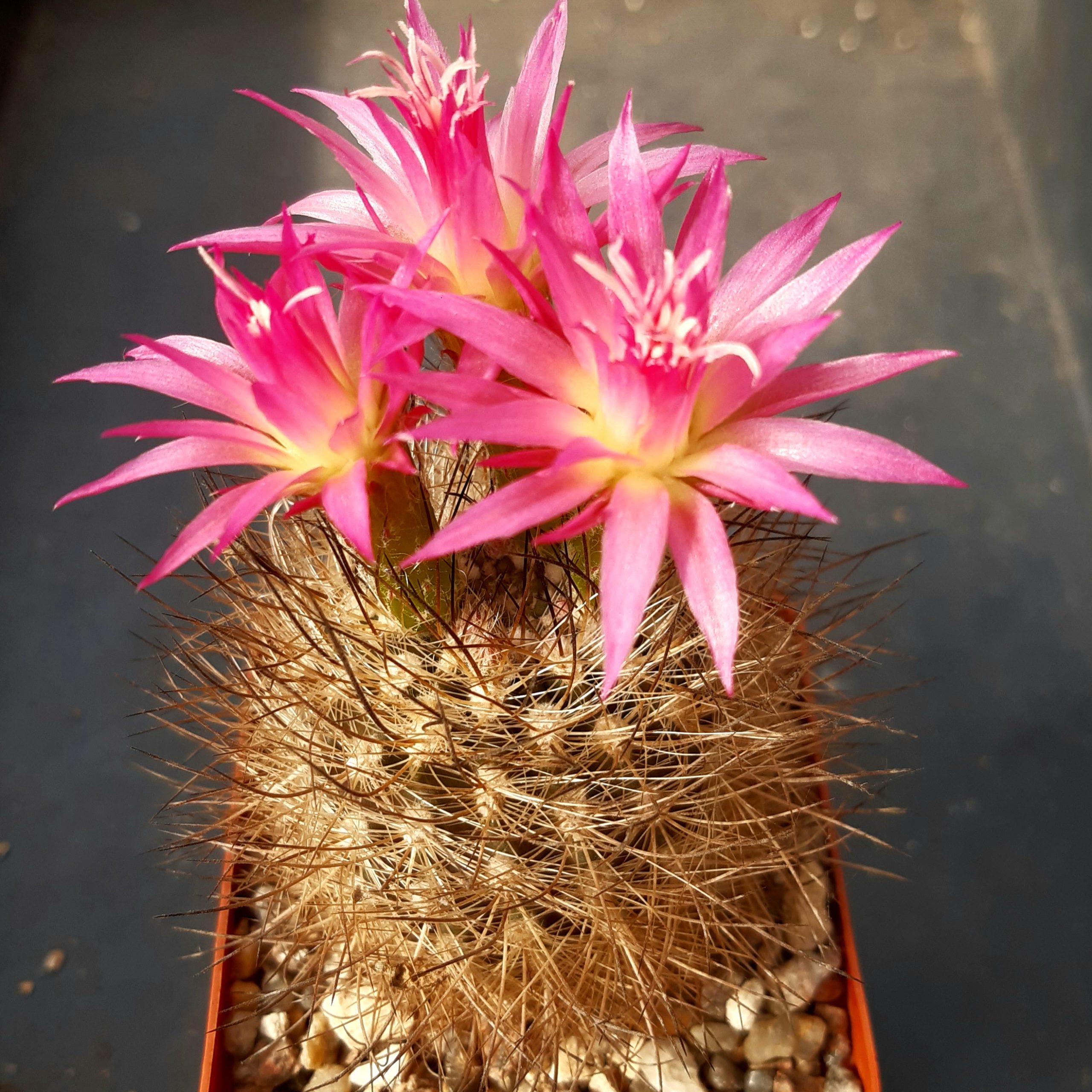 Neoporteria nidus v.senilis MG