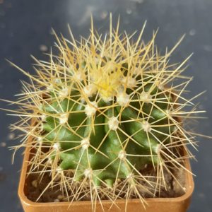 Ferocactus schwarzii MG
