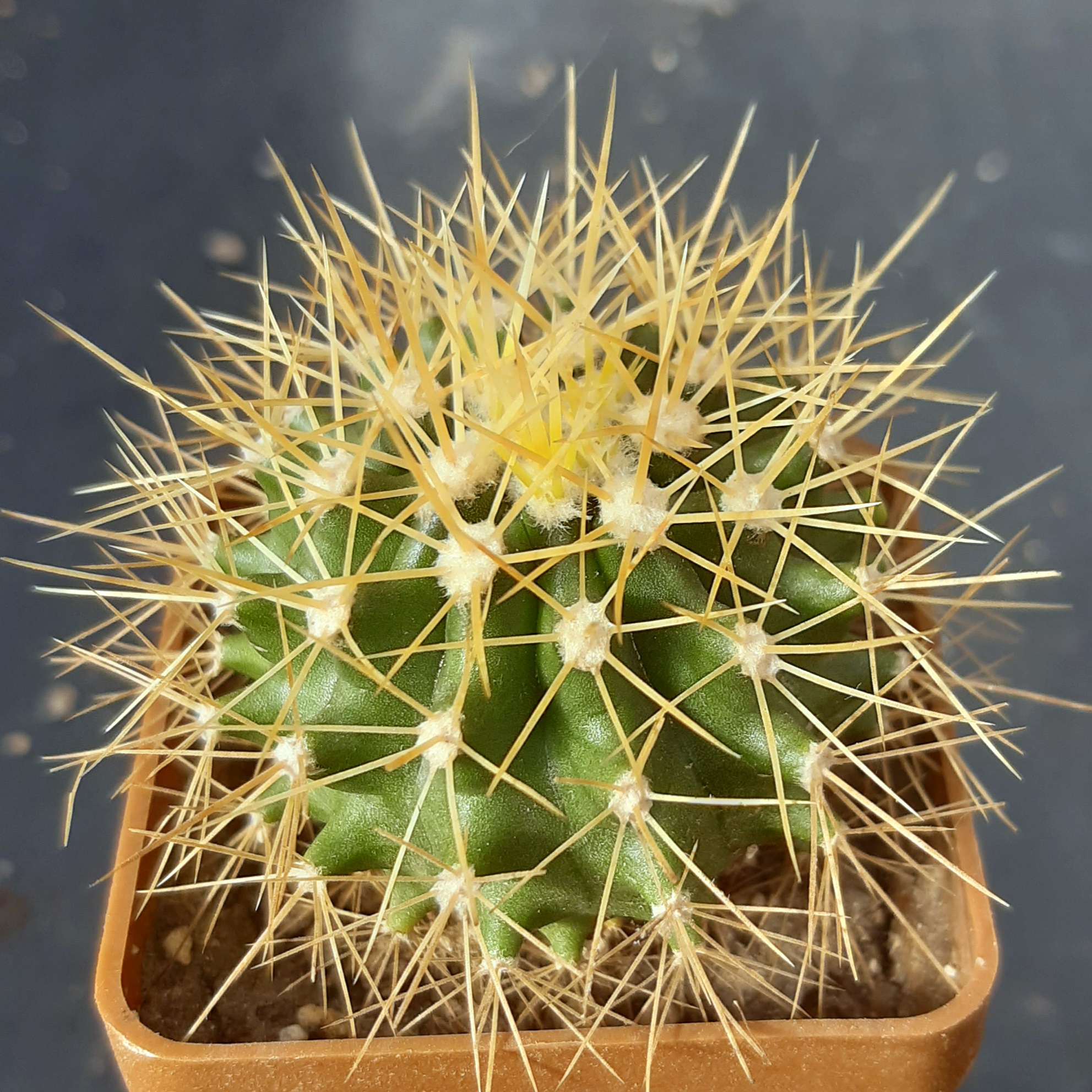 Ferocactus schwarzii MG