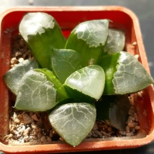 Haworthia correcta 'Fire Phoenix'