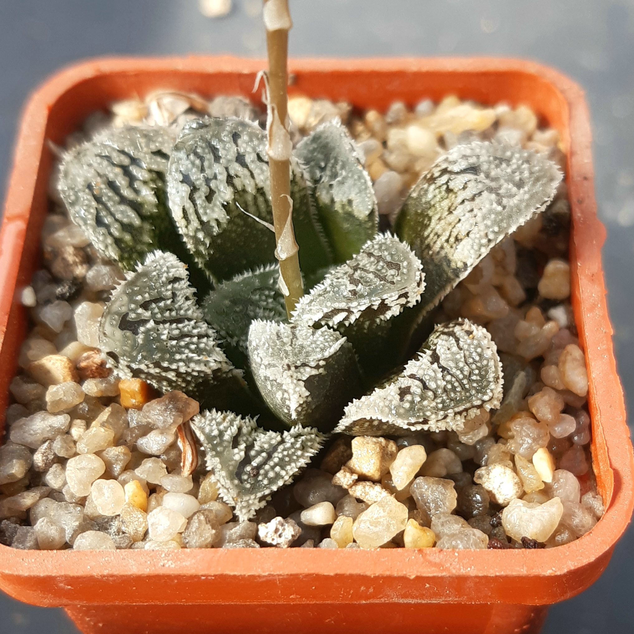 Haworthia cv.'Yuki Usagi' (='Snow Rabbit')