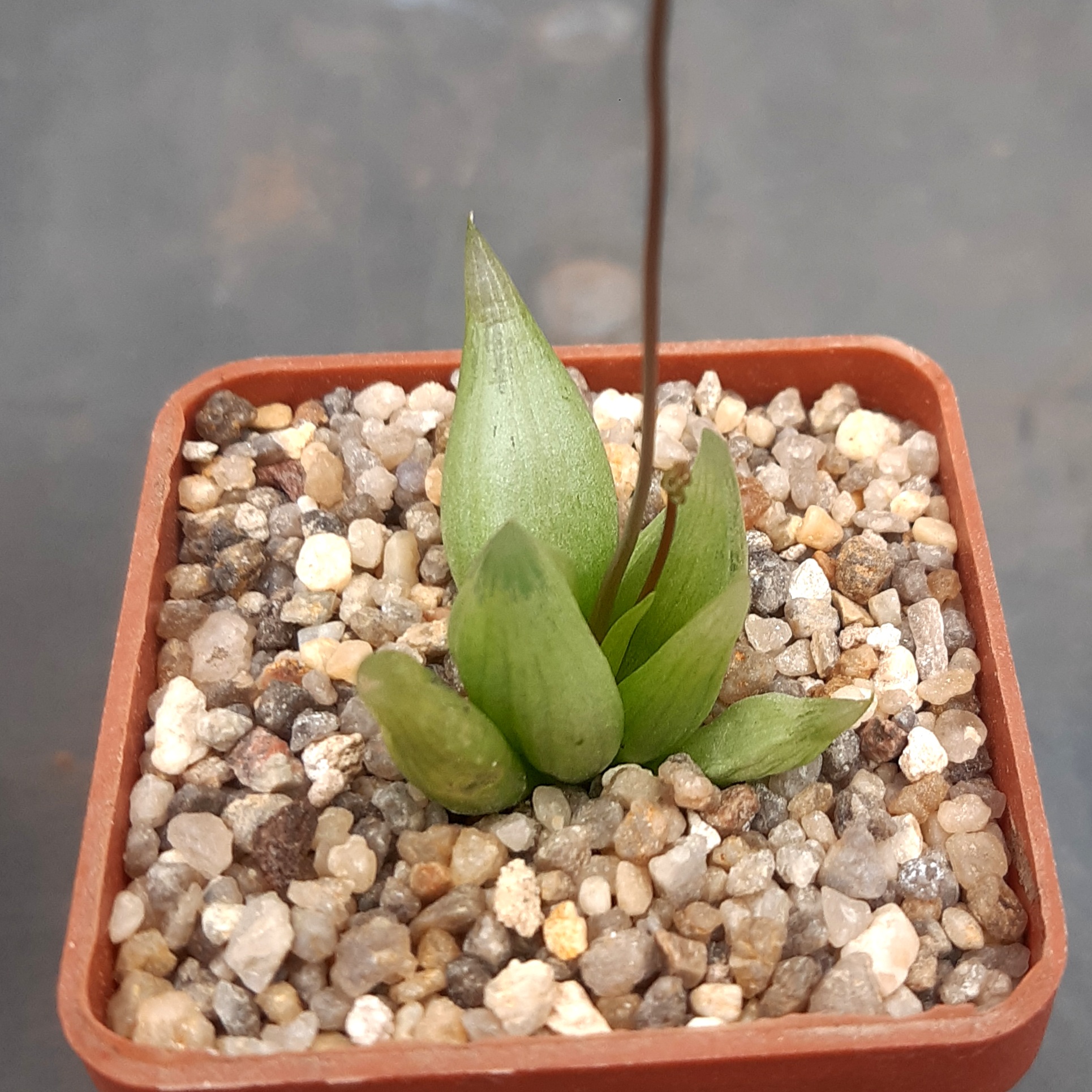 Bulbine mesembryanthemoides
