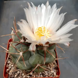 Thelocactus hexaedrophorus 'fossulatus'