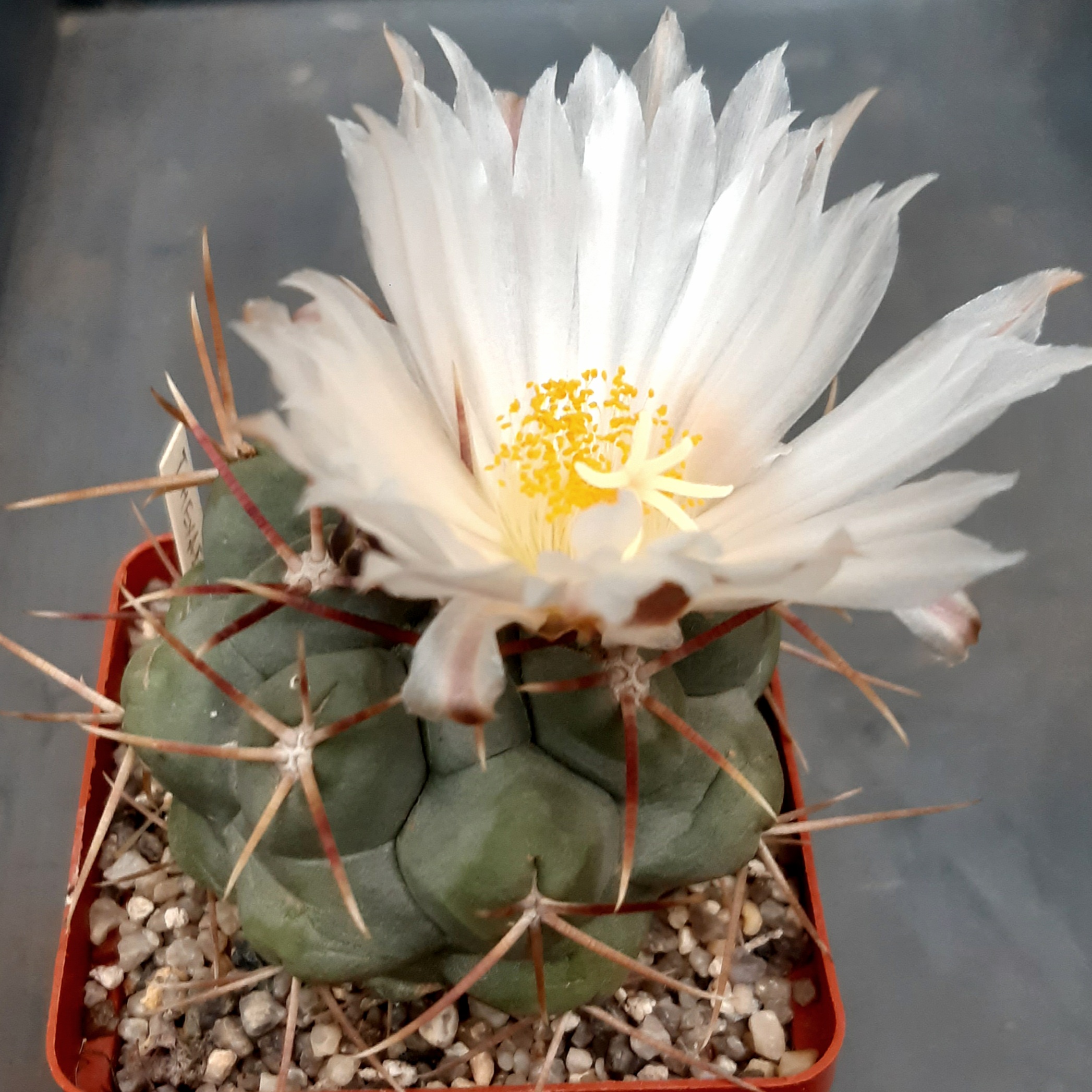 Thelocactus hexaedrophorus 'fossulatus'