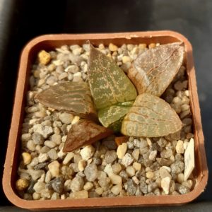 Haworthia comptoniana 'Hakugei' x 'N Suishou'