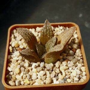 Haworthia x 'Yumedono'