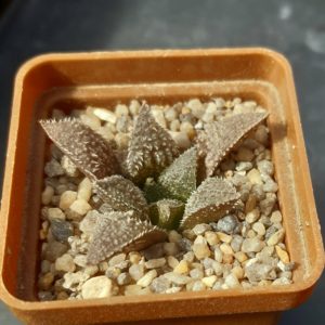 Haworthia x 'Yumedono'