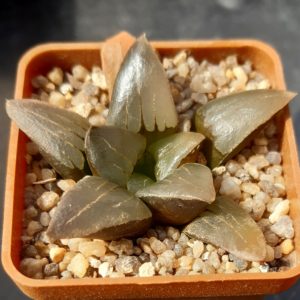 Haworthia mutica 'nigra' hybr