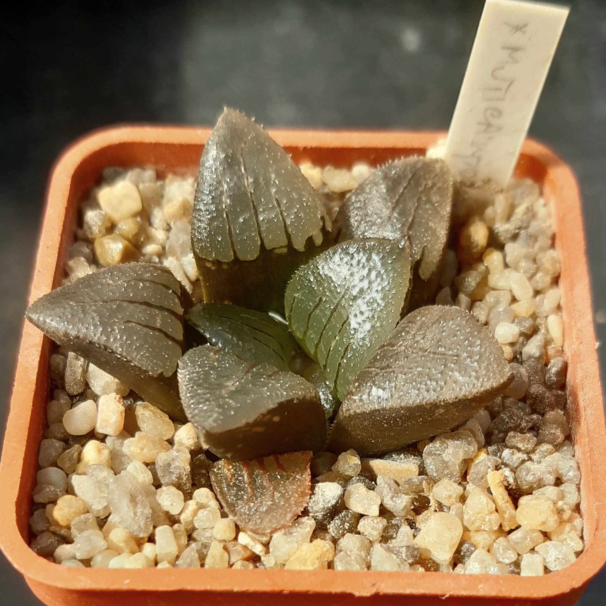 Haworthia mutica 'nigra' hybr