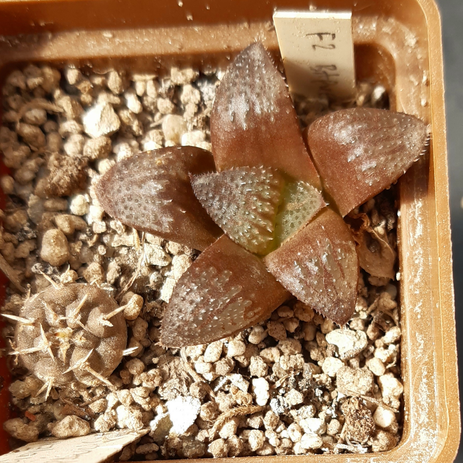 Haworthia 'Pink Beauty' x springbokvlakensis F2