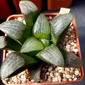 Haworthia bayeri