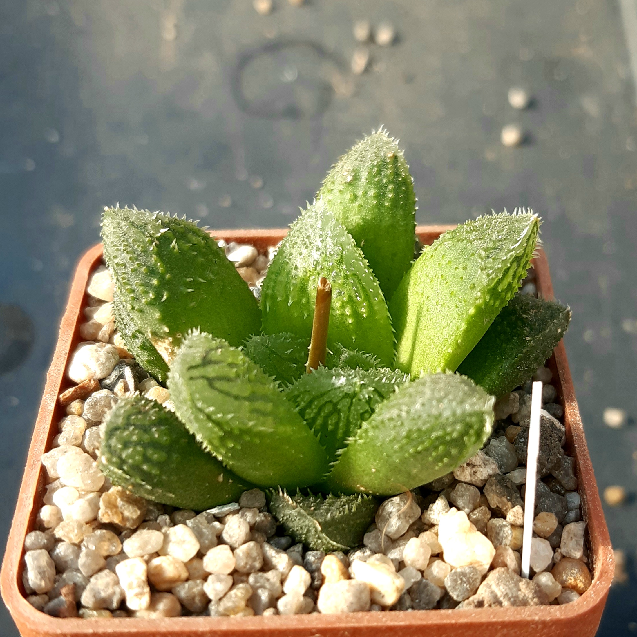Haworthia 'El Pollito' SY88