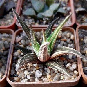 Haworthia attenuata variegata