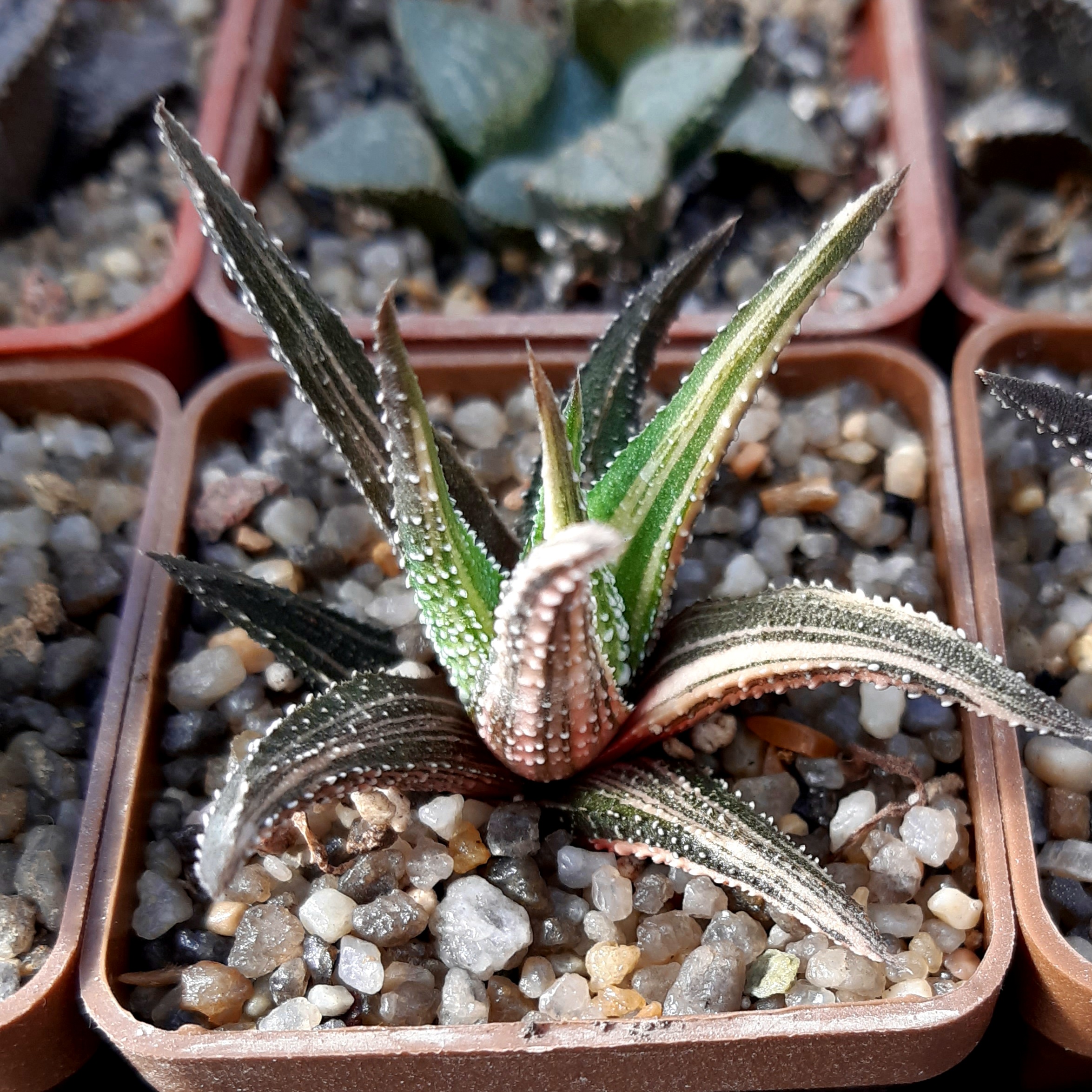Haworthia attenuata variegata