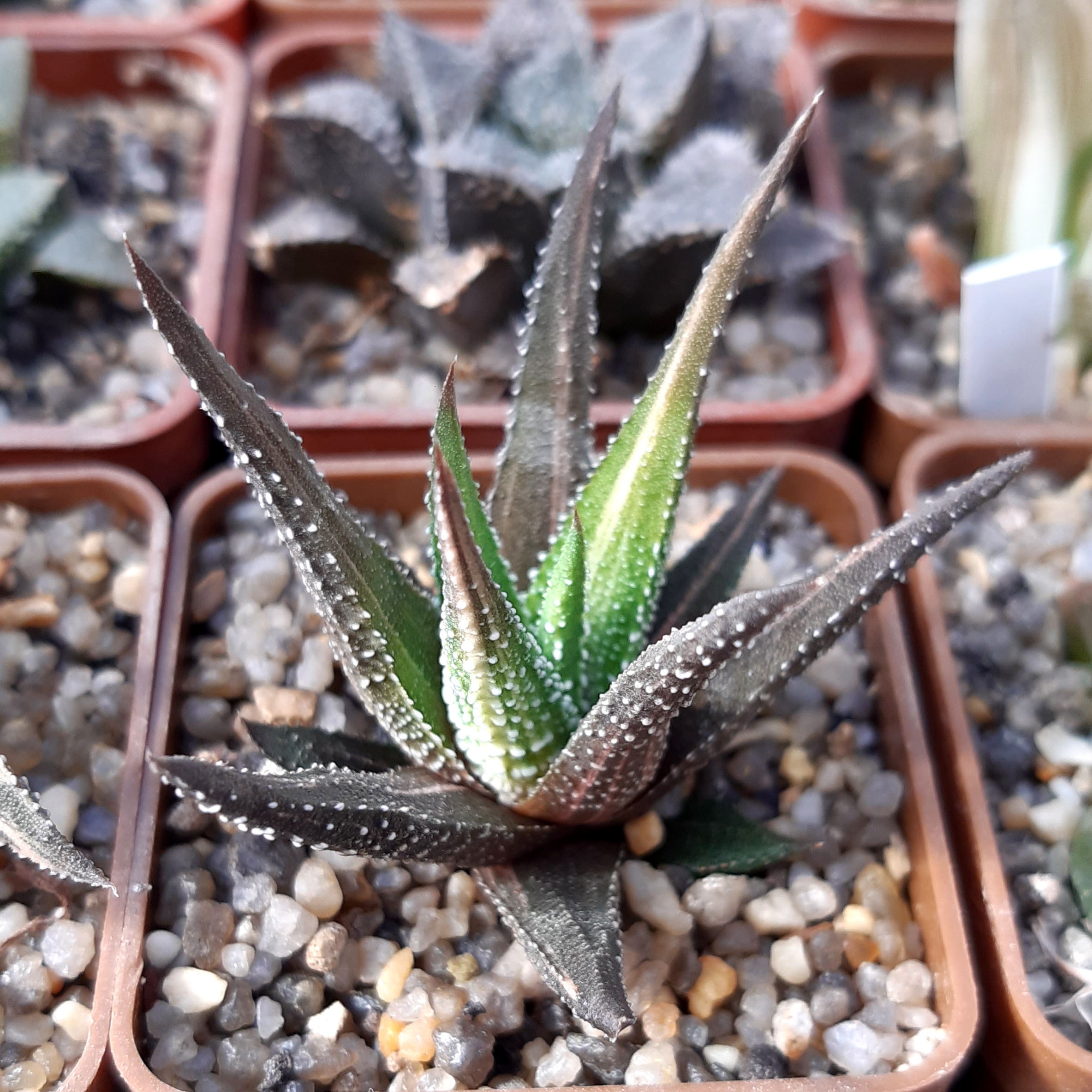 Haworthia attenuata variegata