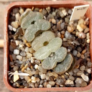 Haworthia truncata 'cognesta'