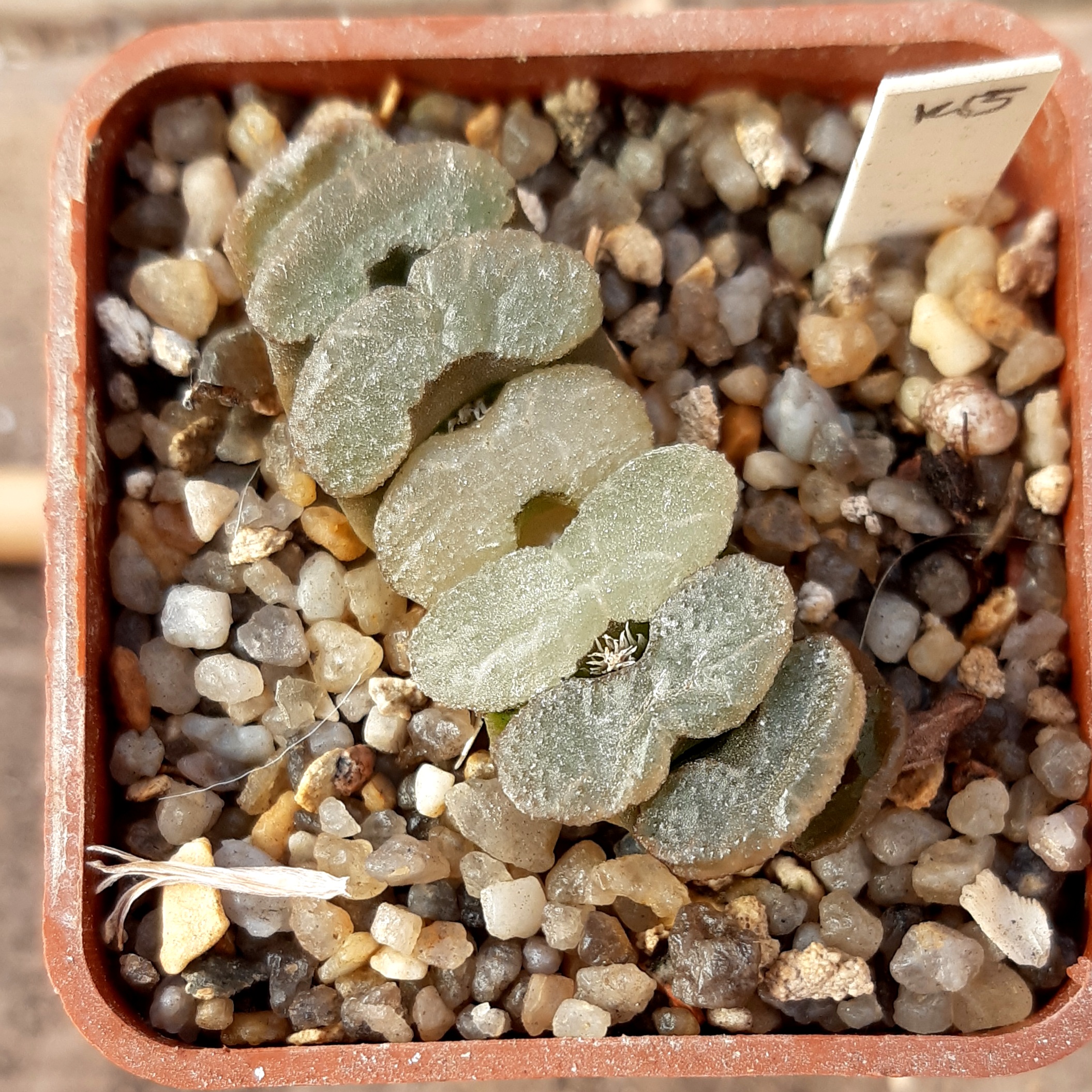 Haworthia truncata 'cognesta'