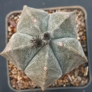 Astrophytum myriostigma 'strongylogonum'
