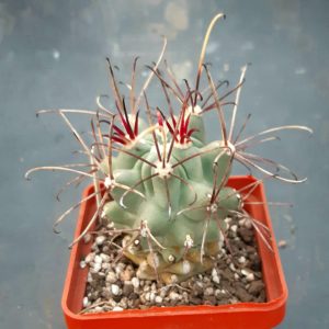 Glandulicactus wrightii
