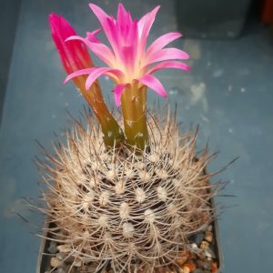 Neoporteria multicolor
