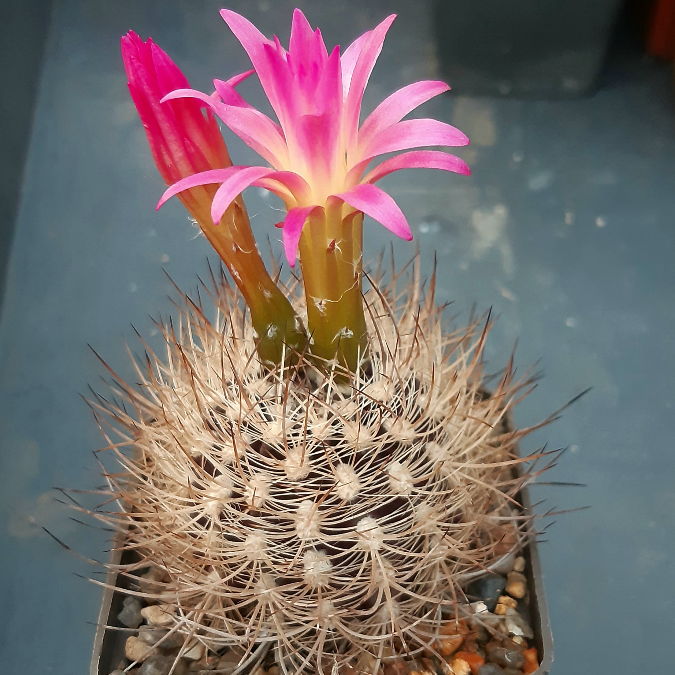 Neoporteria multicolor