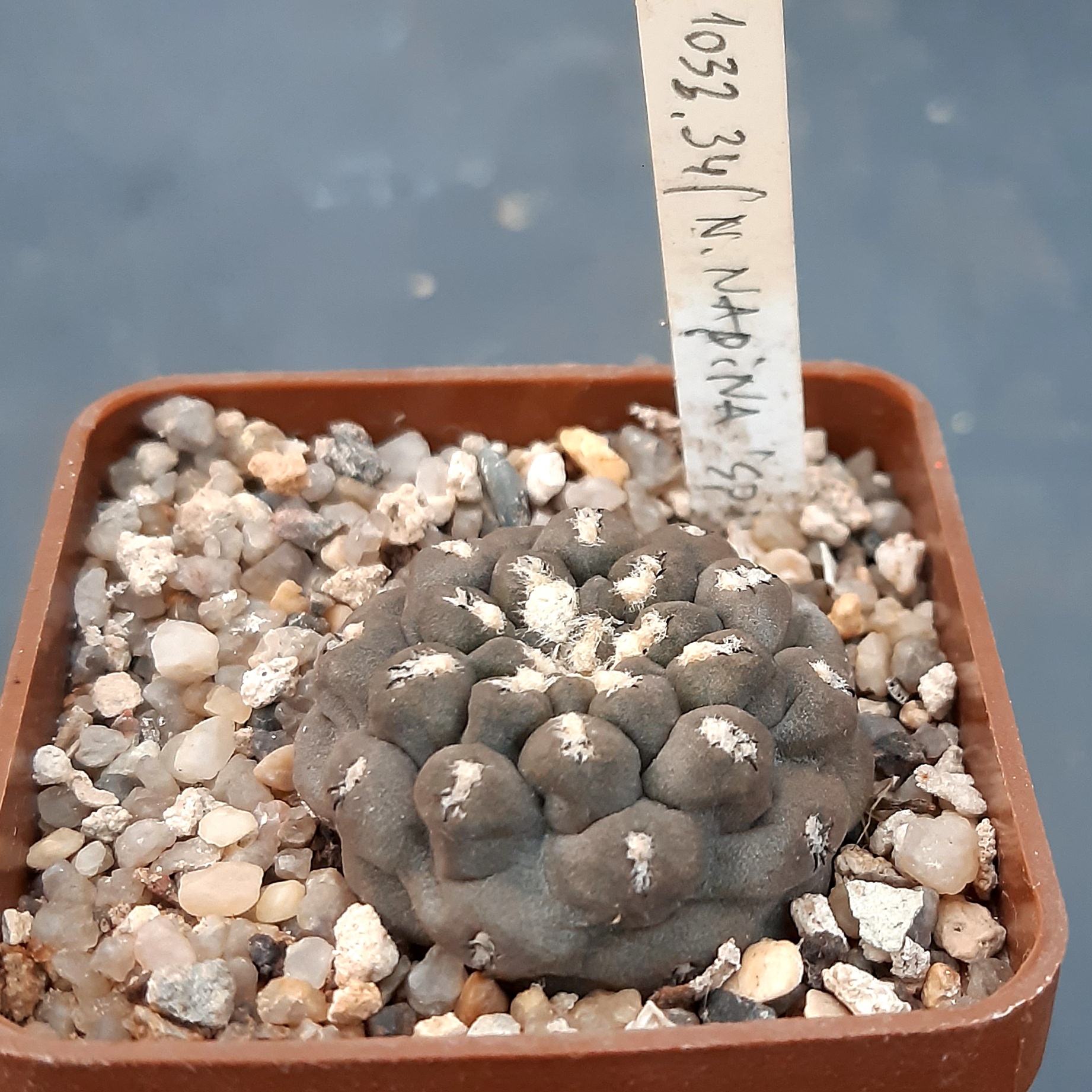 Thelocephala (Neochilenia) napina 'spinosior' (1033.34-Mesagarden)