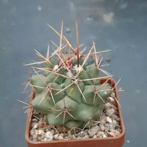 Thelocactus rinconensis PAN