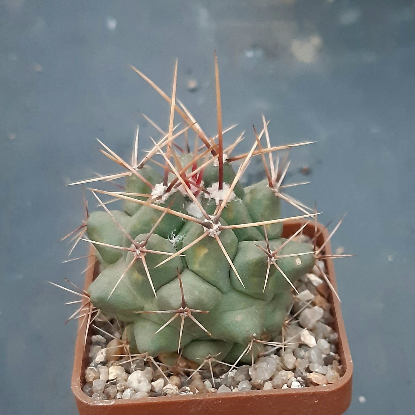 Thelocactus rinconensis PAN