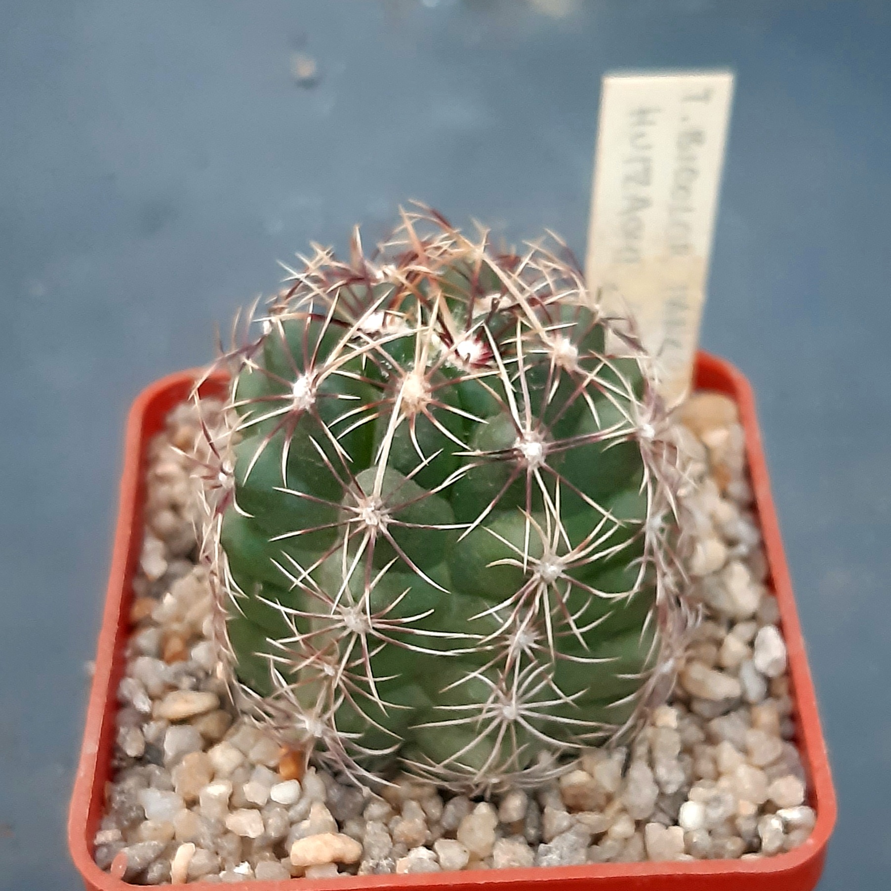 Thelocactus bicolor PAN194B Huizache, SLP