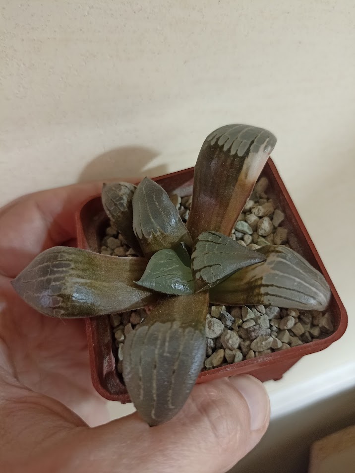 Haworthia Correcta Variegata