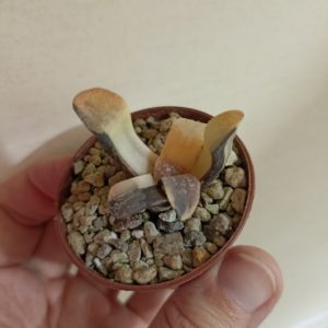 Haworthia Groenewaldii Variegated