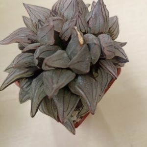 Haworthia Atrofusca Mutant Watermelon