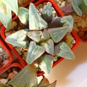 Haworthia Badia Gintennyo